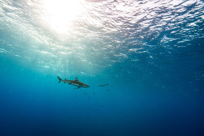 Low angle view of shark swimming in sea