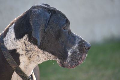 Close-up of a dog looking away