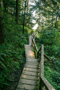 Boardwalk amidst trees in forest