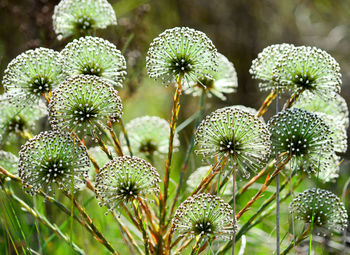 Close-up of flowering plant