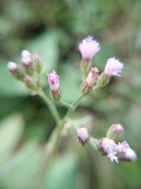 Close-up of pink flowers blooming outdoors