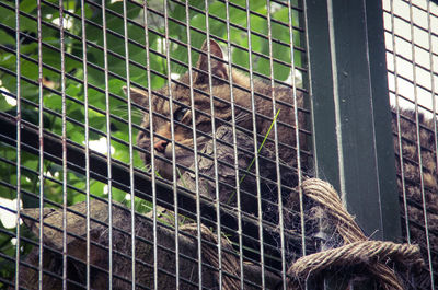 Low angle view of scottish wildcat seen from metal fence at edinburgh zoo