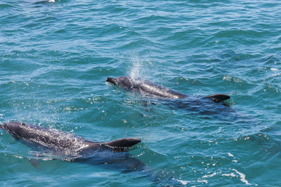 High angle view of whale swimming in sea