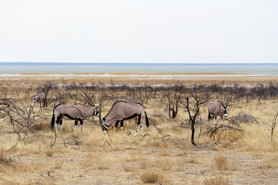 Flock of sheep on field