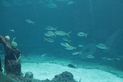 Fish swimming in aquarium