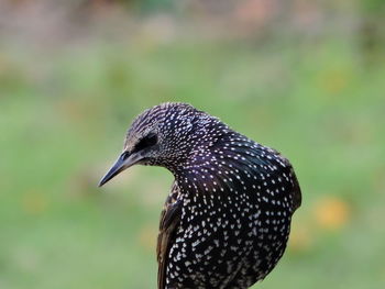 Close-up of bird