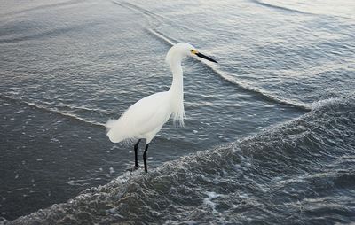 High angle view of bird perching on sea shore