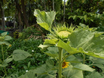 Close-up of fresh green plant