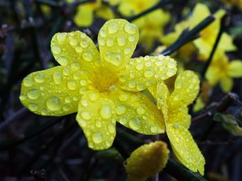 Close-up of raindrops on plant