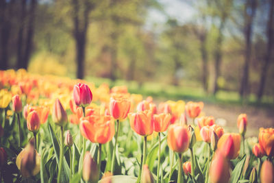 Close-up of tulips blooming on field