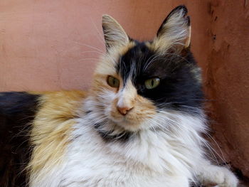 Close-up portrait of a cat