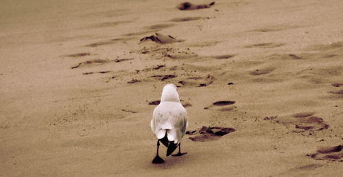 Rear view of man walking on beach