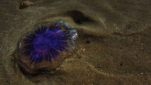 High angle view of starfish on beach