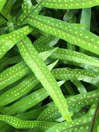 Full frame shot of raindrops on leaves