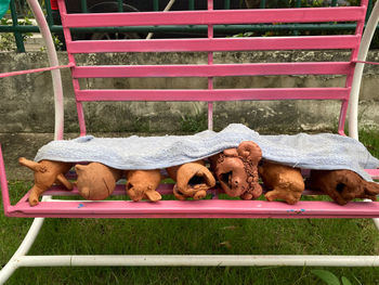 View of a dog relaxing in pen