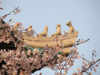 Low angle view of cherry blossom against clear sky