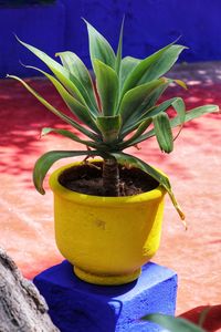 Close-up of succulent plant