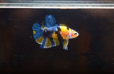 Fish swimming in sea