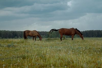 Horses in a field