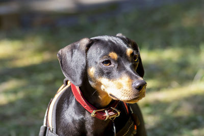 Dog looking away in the garden