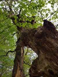 Low angle view of tree in forest against sky