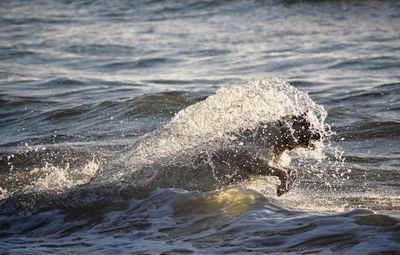 Man swimming in sea