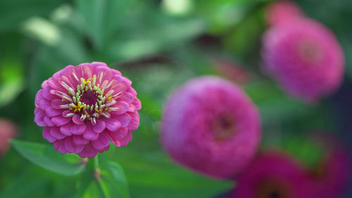 Close-up of pink flowering plant in park