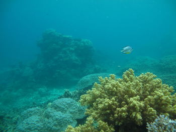 Jellyfish swimming in sea