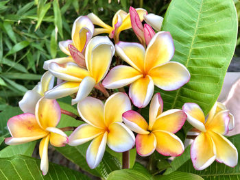 Close-up of frangipani on plant