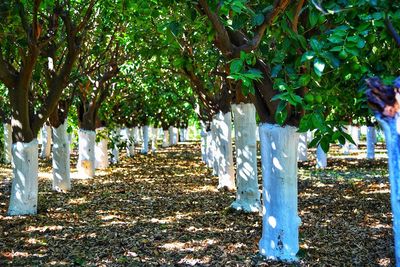 View of cemetery