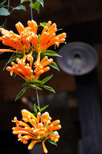 Close-up of orange flowers blooming outdoors