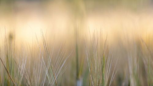 Close-up of stalks in field