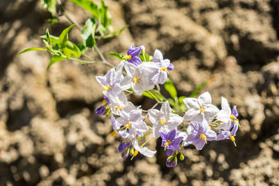 Close-up of purple flowering plant on field