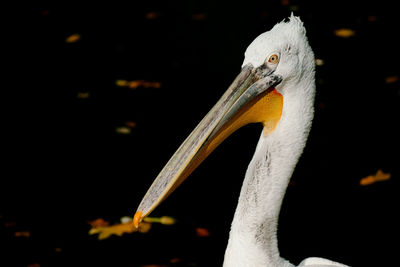 Close-up of pelican