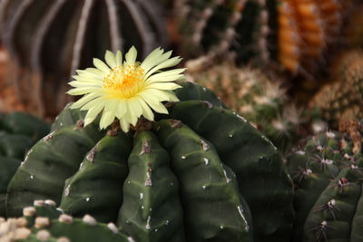 Close-up of yellow flower blooming outdoors