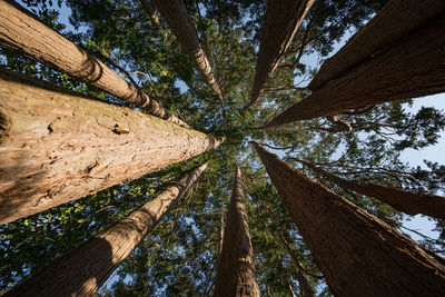 Low angle view of trees in forest against sky