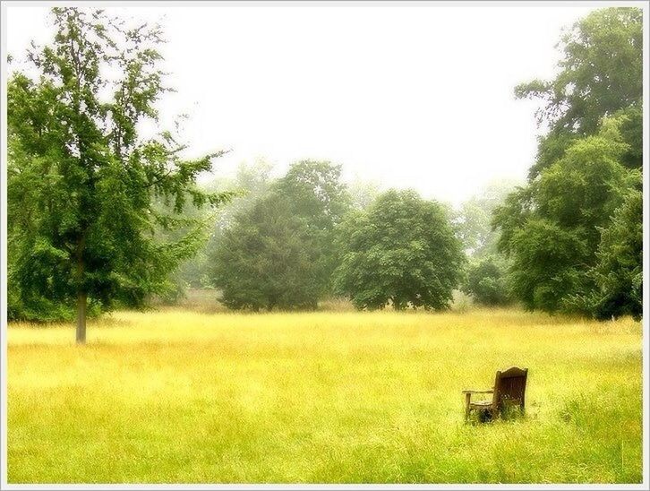 grass, field, tree, grassy, landscape, tranquility, tranquil scene, clear sky, growth, nature, green color, scenics, beauty in nature, rural scene, transfer print, auto post production filter, copy space, sky, meadow, day