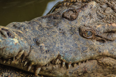 Close-up of a turtle