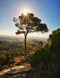 Trees on landscape against bright sun