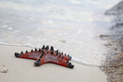 Close-up of star fish