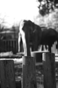 Close-up of woman standing in cemetery