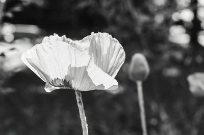 Close-up of flower blooming outdoors