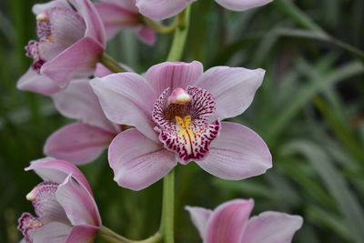 Close-up of honey bee on pink flowering plant