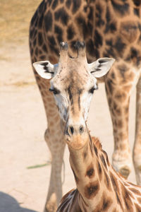 Portrait of giraffe