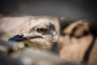 Close-up of a bird looking away