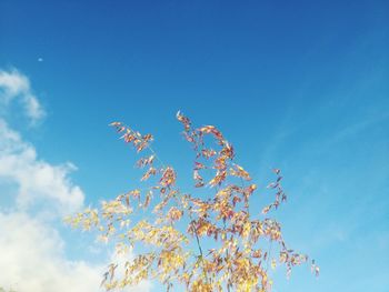 Low angle view of tree against blue sky