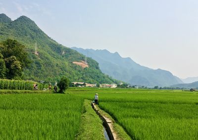 Scenic view of agricultural field against clear sky