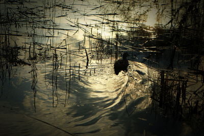 High angle view of silhouette ducks swimming in lake