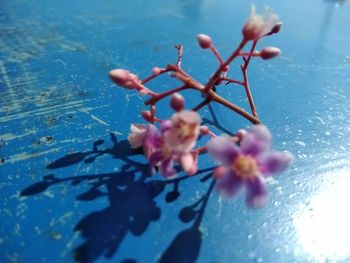 Close-up of cherry blossom