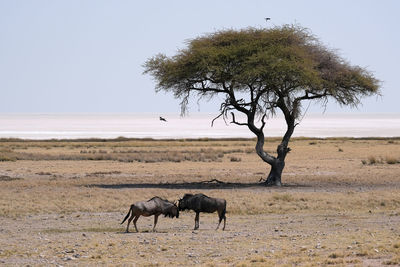 Wildebeest in etosha national park, namibia